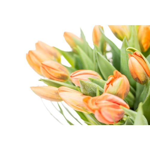 Kytice  tulipánů
